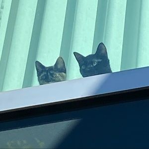 Meet your Posher, Isobel